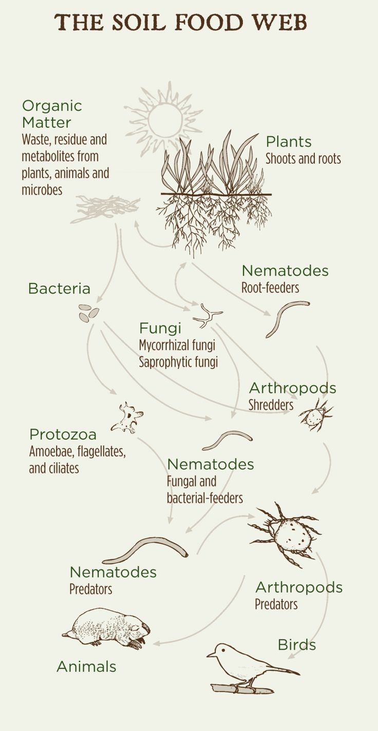 the soil food web is shown in this graphic style, with different types of plants and animals