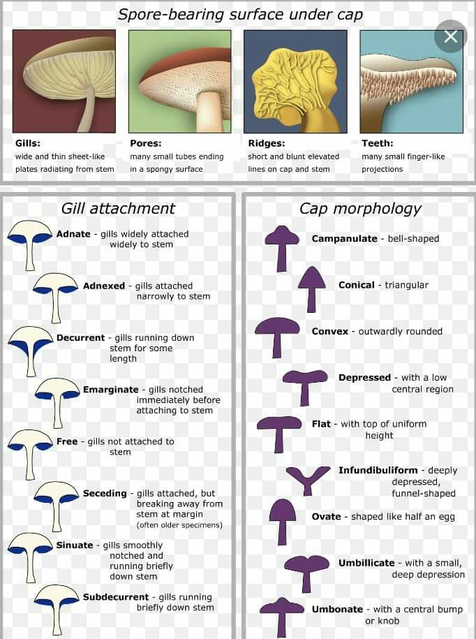 the different types of mushrooms are shown in this diagram