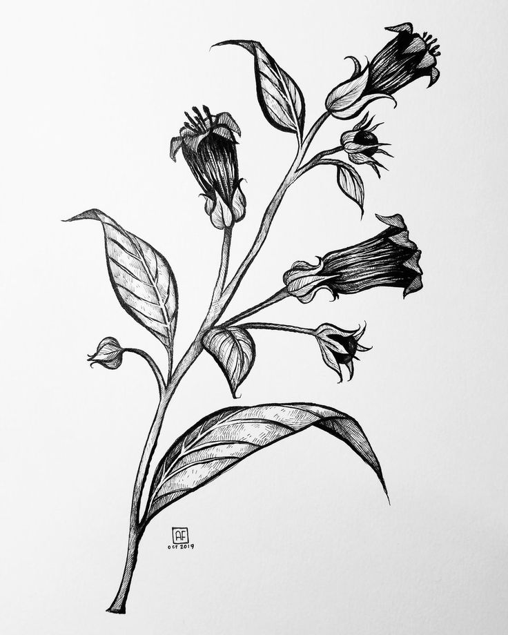 a black and white drawing of a flower