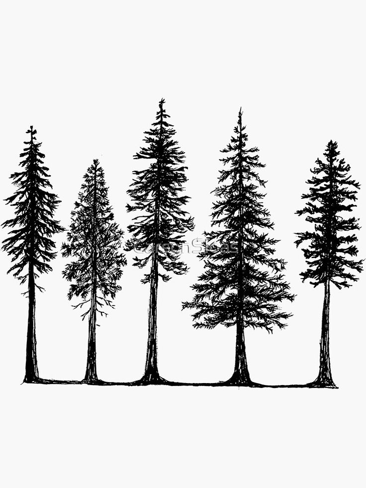 four trees are shown in black and white