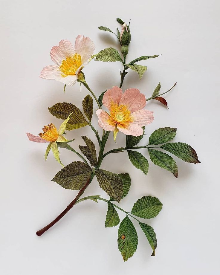 three pink and yellow flowers with leaves on a white background, one is wilting