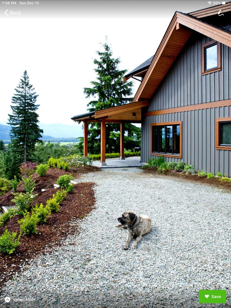 a dog is standing on gravel in front of a large gray house with wood trimmings