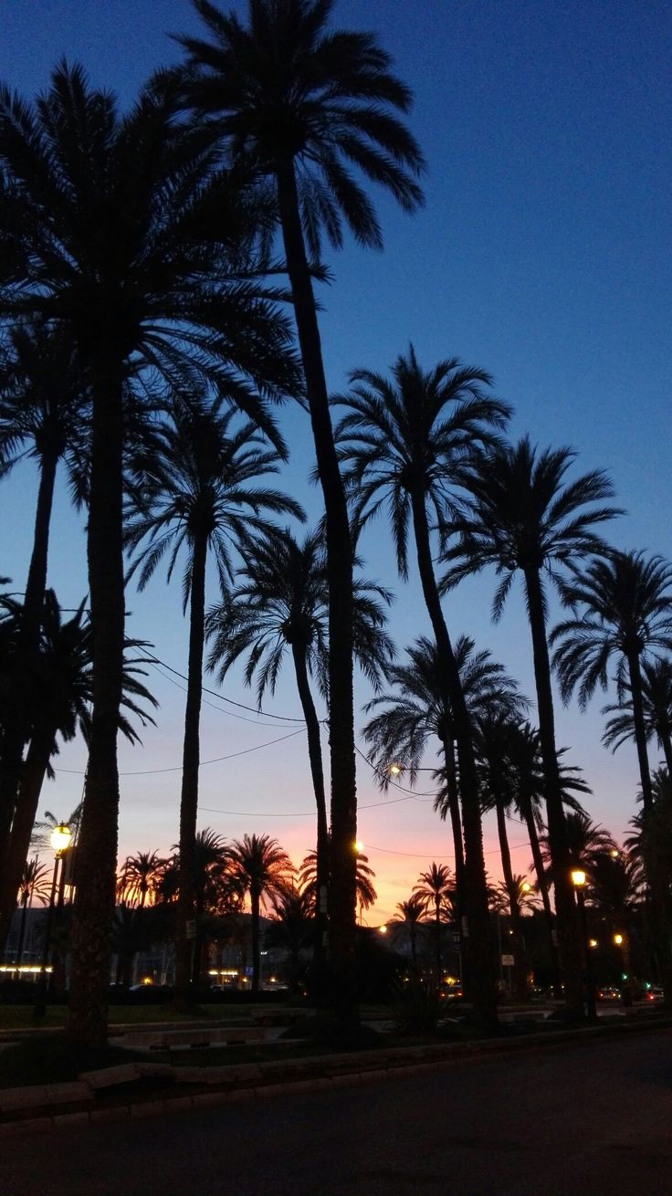 palm trees are silhouetted against the evening sky