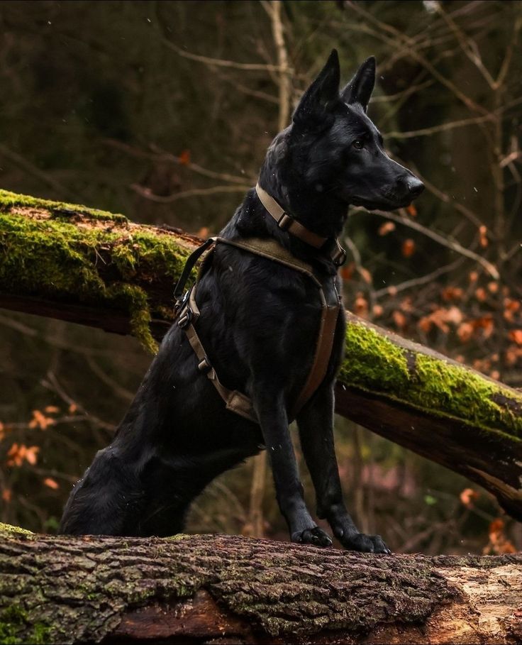 a large black dog standing on top of a tree branch in the woods with mossy branches