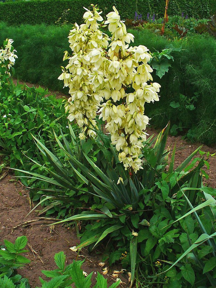 yellow flowers are blooming in the garden next to some green plants and bushes,