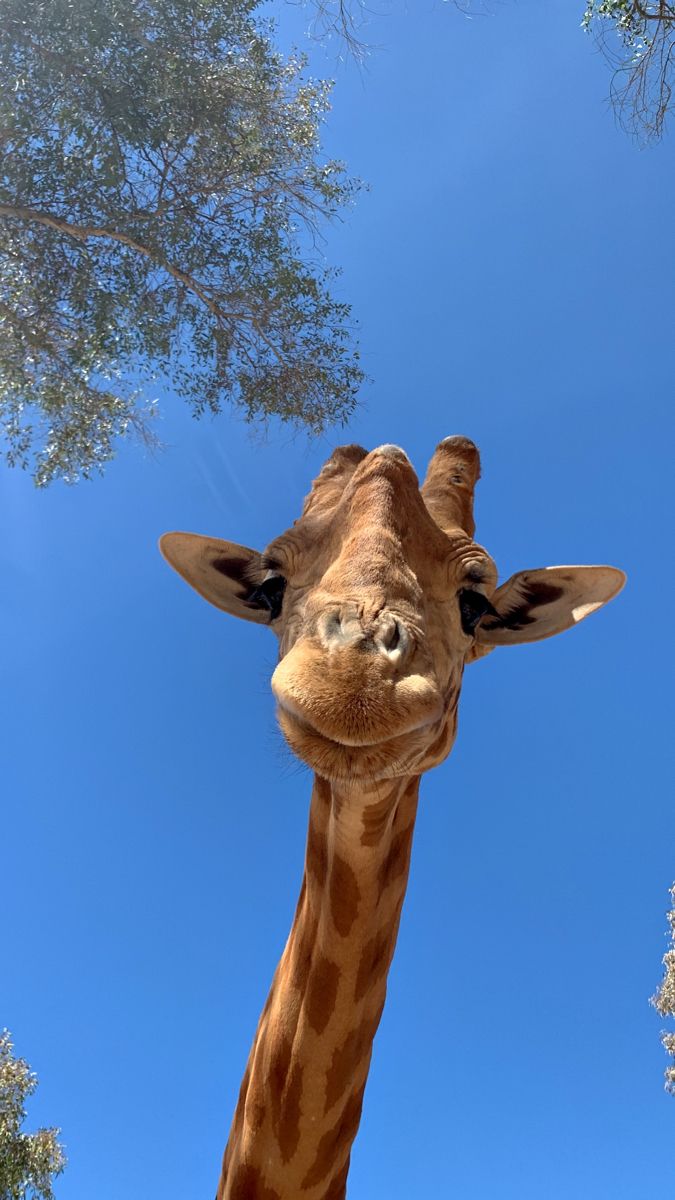 a giraffe looking up at the camera with trees in the back ground and blue sky behind it