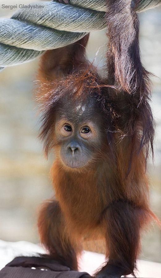 an oranguel monkey hanging from a rope