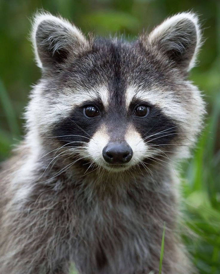 a raccoon is looking at the camera