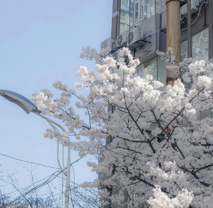 a tree with white flowers in front of a tall building on a street light pole