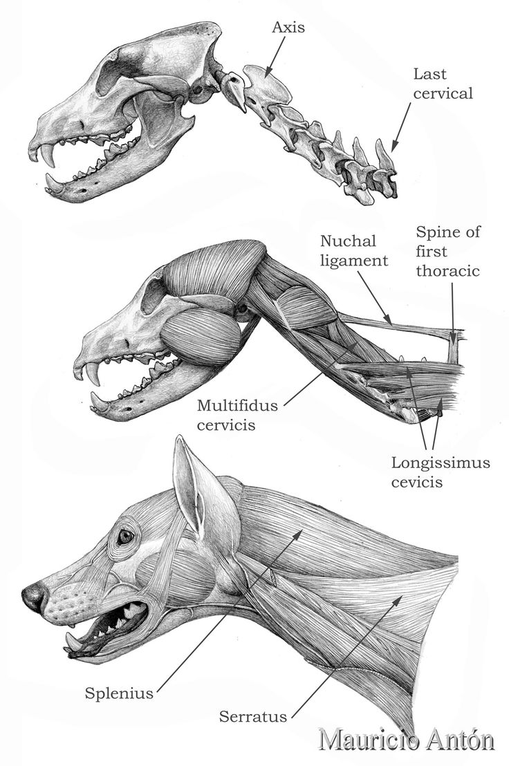 an animal's bones and muscles are shown in this diagram