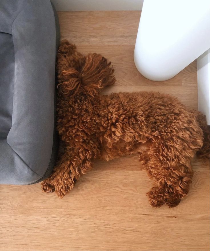 a brown dog laying on top of a wooden floor next to a gray chair and pillow