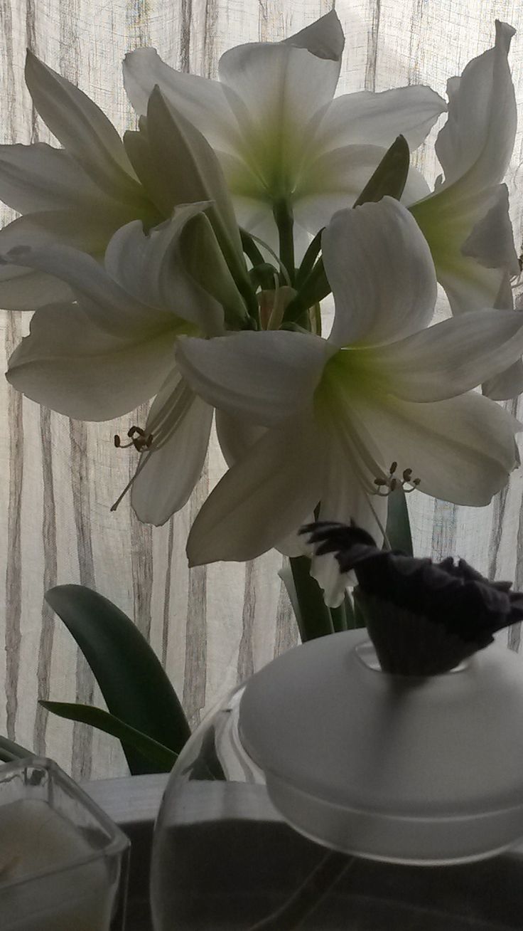 some white flowers are in a glass vase