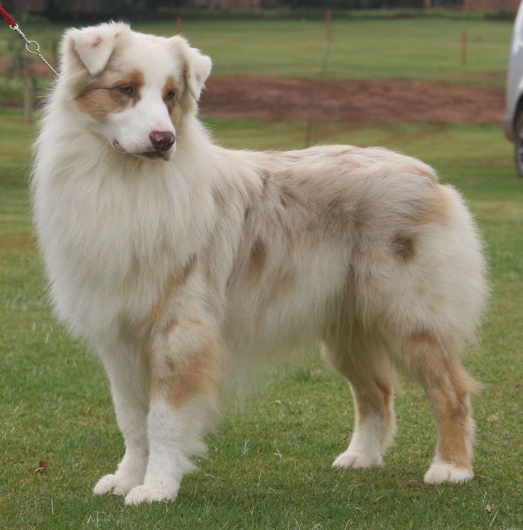 a white and brown dog standing on top of a grass covered field next to a car