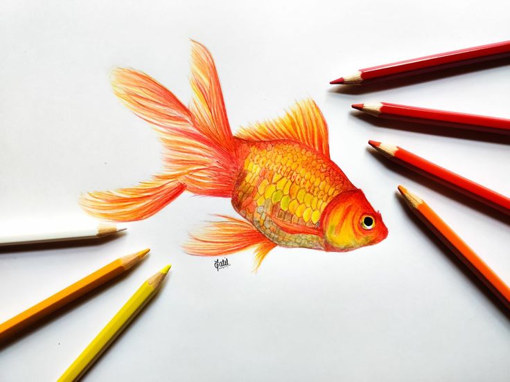 a drawing of a goldfish surrounded by colored pencils