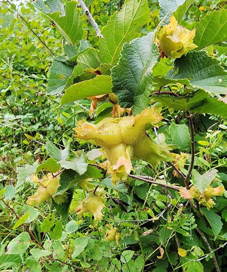 some very pretty flowers growing on the side of a tree in a field with lots of green leaves