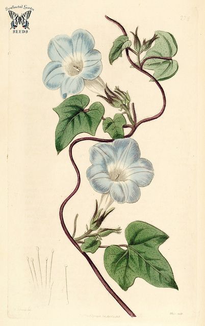 an illustration of blue flowers with green leaves