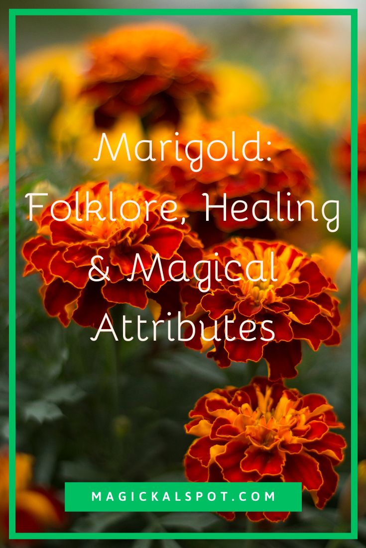 colorful flowers with the words margold folklore, healing and magic attritutes