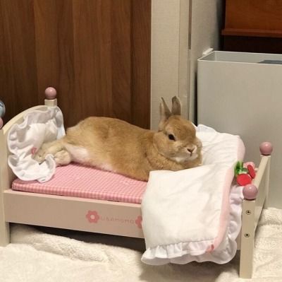 a rabbit is laying on top of a small bed