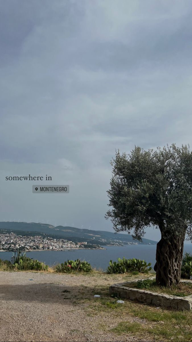 an olive tree in the foreground with a view of someverere in the background