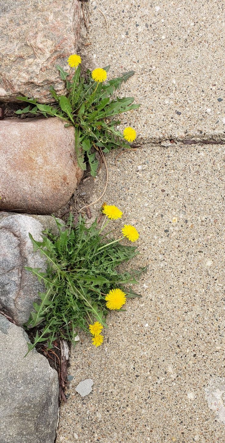 Dandelion Growing Through Concrete, Dandelion Aesthetic, Studio Background Ideas, Strong Aesthetic, Life In Egypt, Bloom Where You Are Planted, Ink Sketch, Studio Background, Art Block