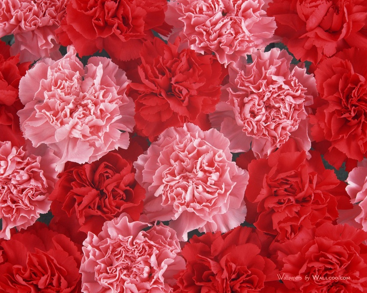 red and pink carnations are arranged together