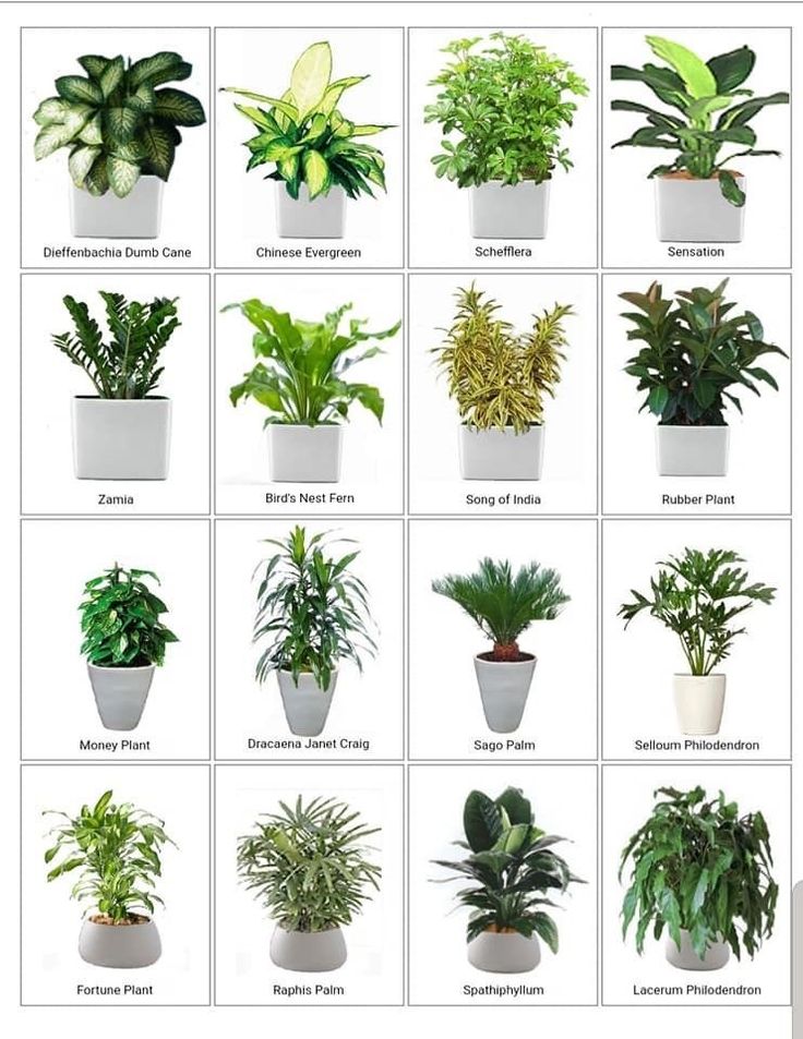 many different types of house plants in white pots on a white background with the names of them