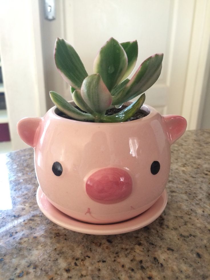 a pink pig planter sitting on top of a counter