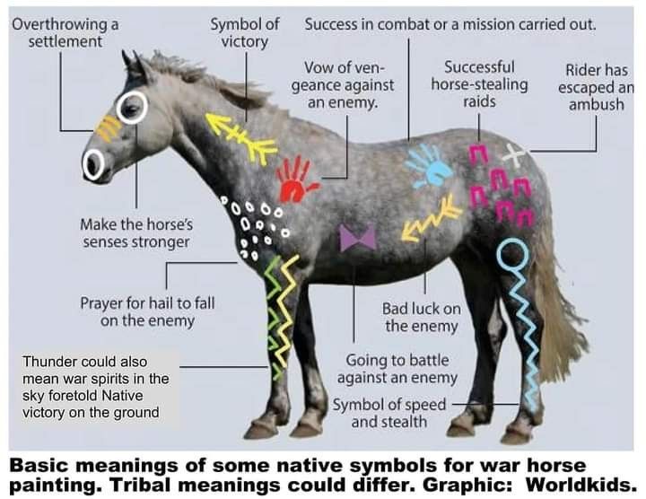 an image of a horse with different symbols on it's body and parts labeled