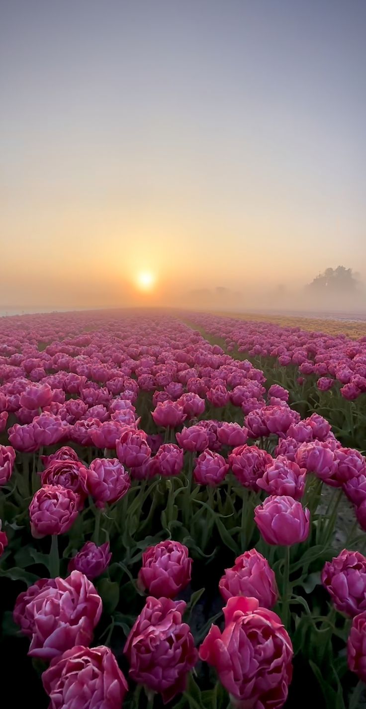 a field full of pink tulips with the sun setting in the distance behind them