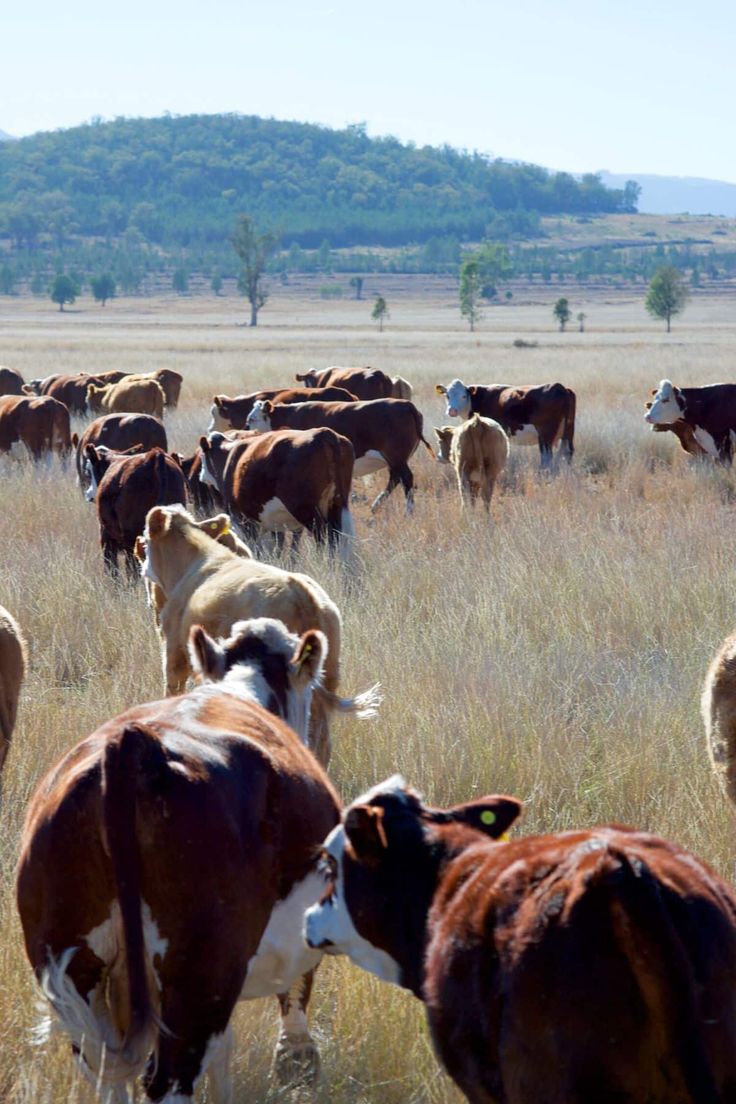 a herd of cattle grazing on dry grass in an open field with hills in the background