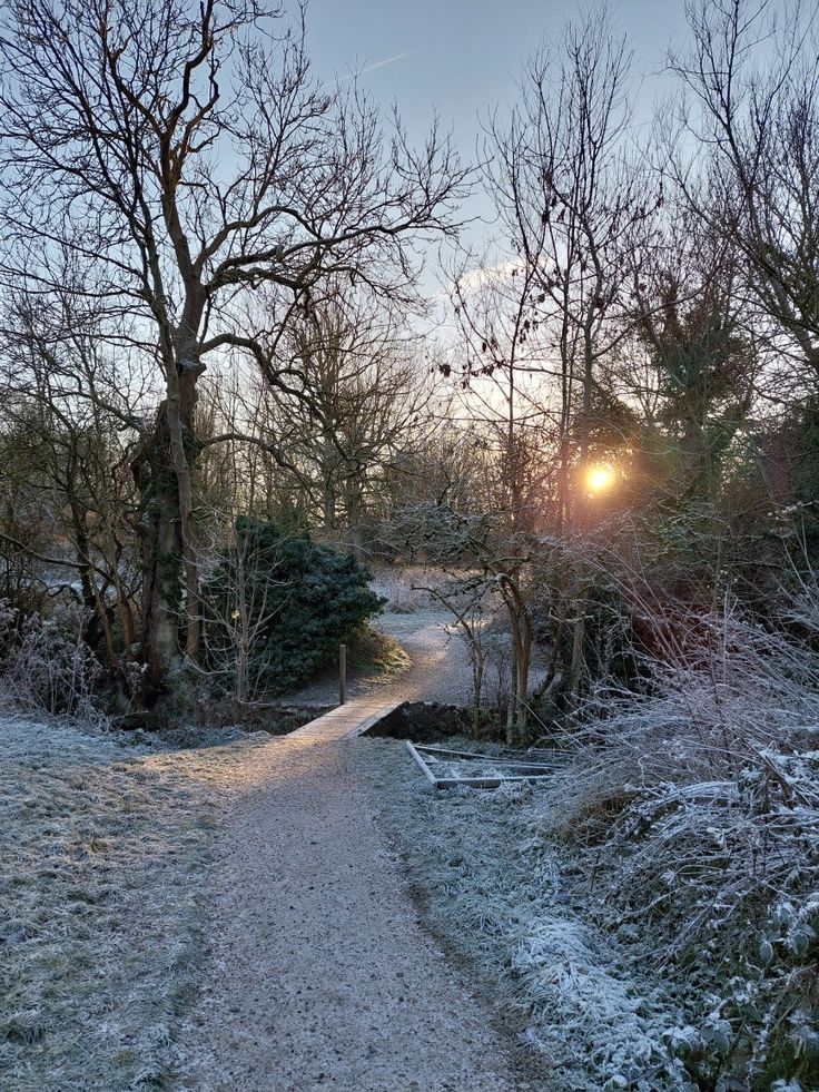 the sun shines brightly through the trees on a snowy path