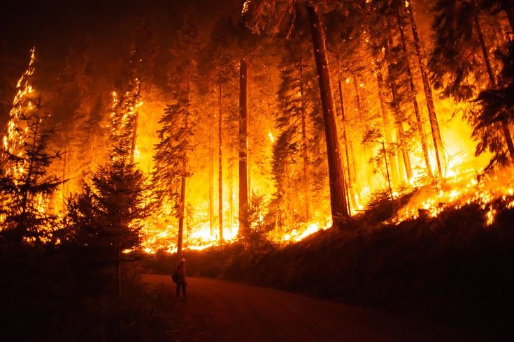 a forest filled with lots of tall trees covered in yellow and orange fire raging through the sky