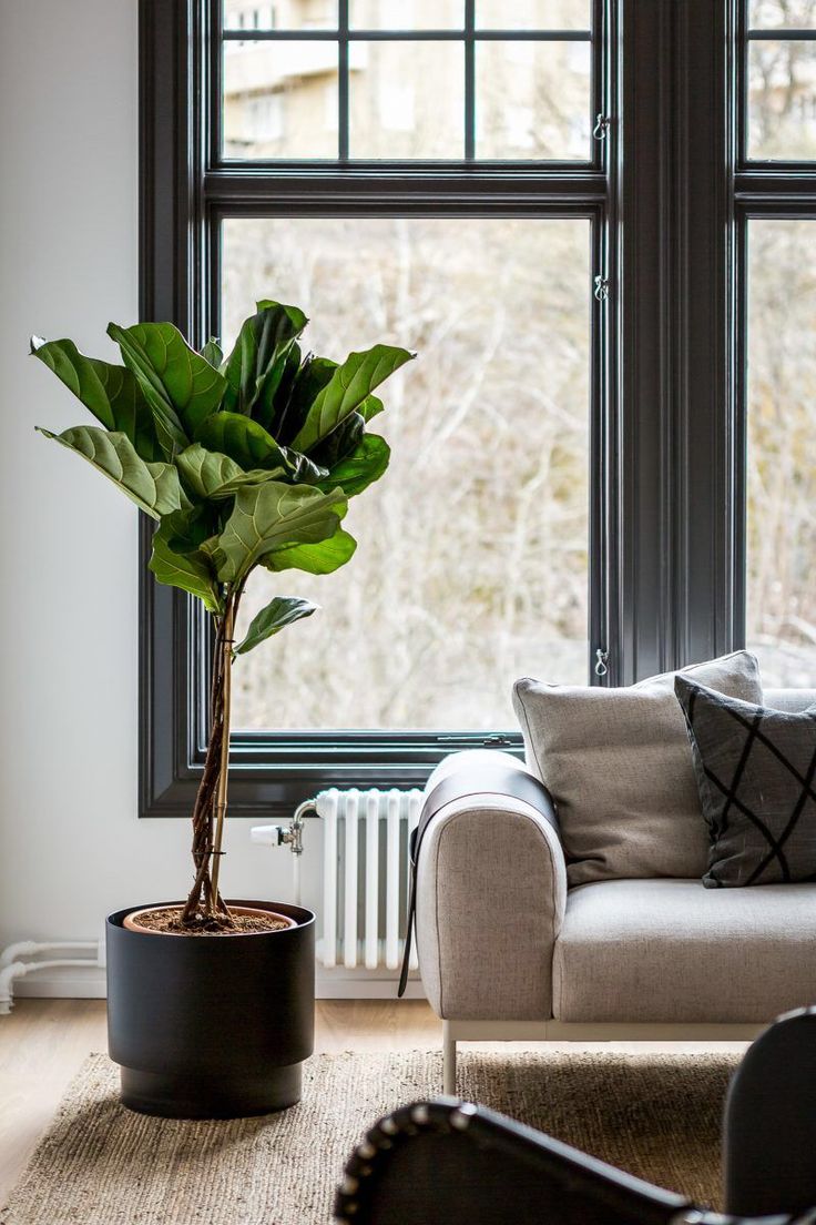 a living room with a couch and a potted plant on the floor in front of a window