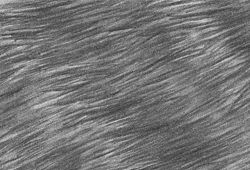 an animal's fur is shown in black and white