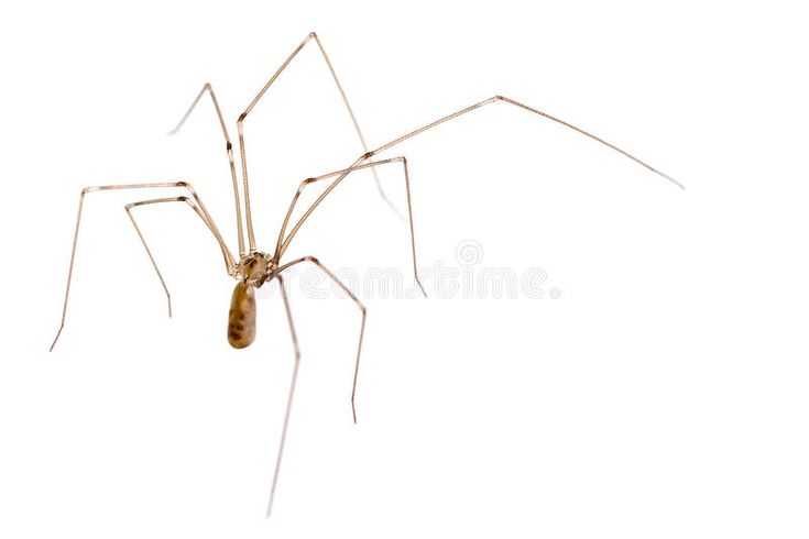 a large brown spider with long legs on a white background royalty images and clippings