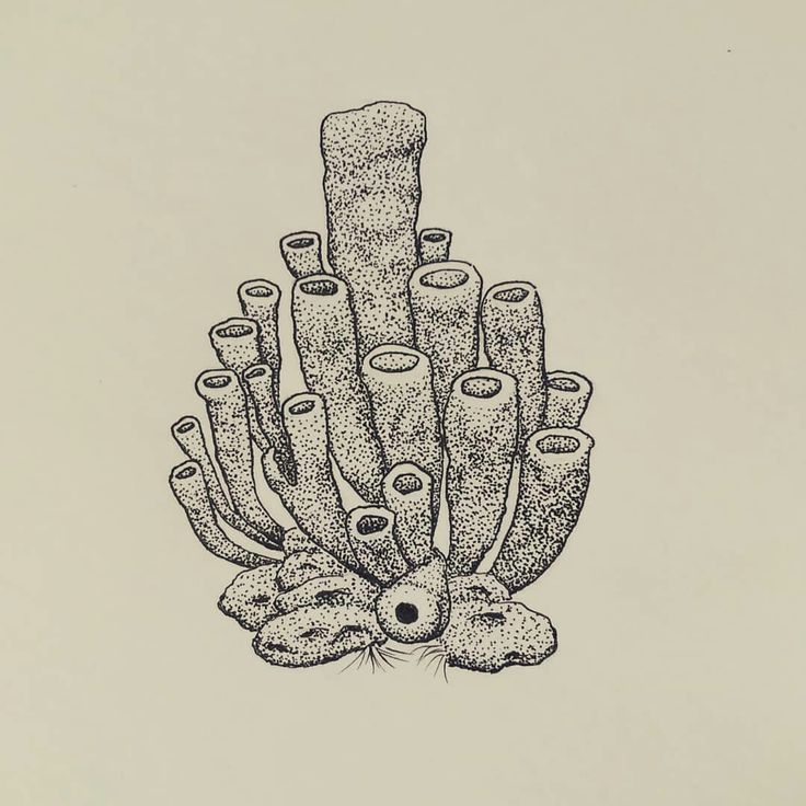 an ink drawing of a bunch of corals