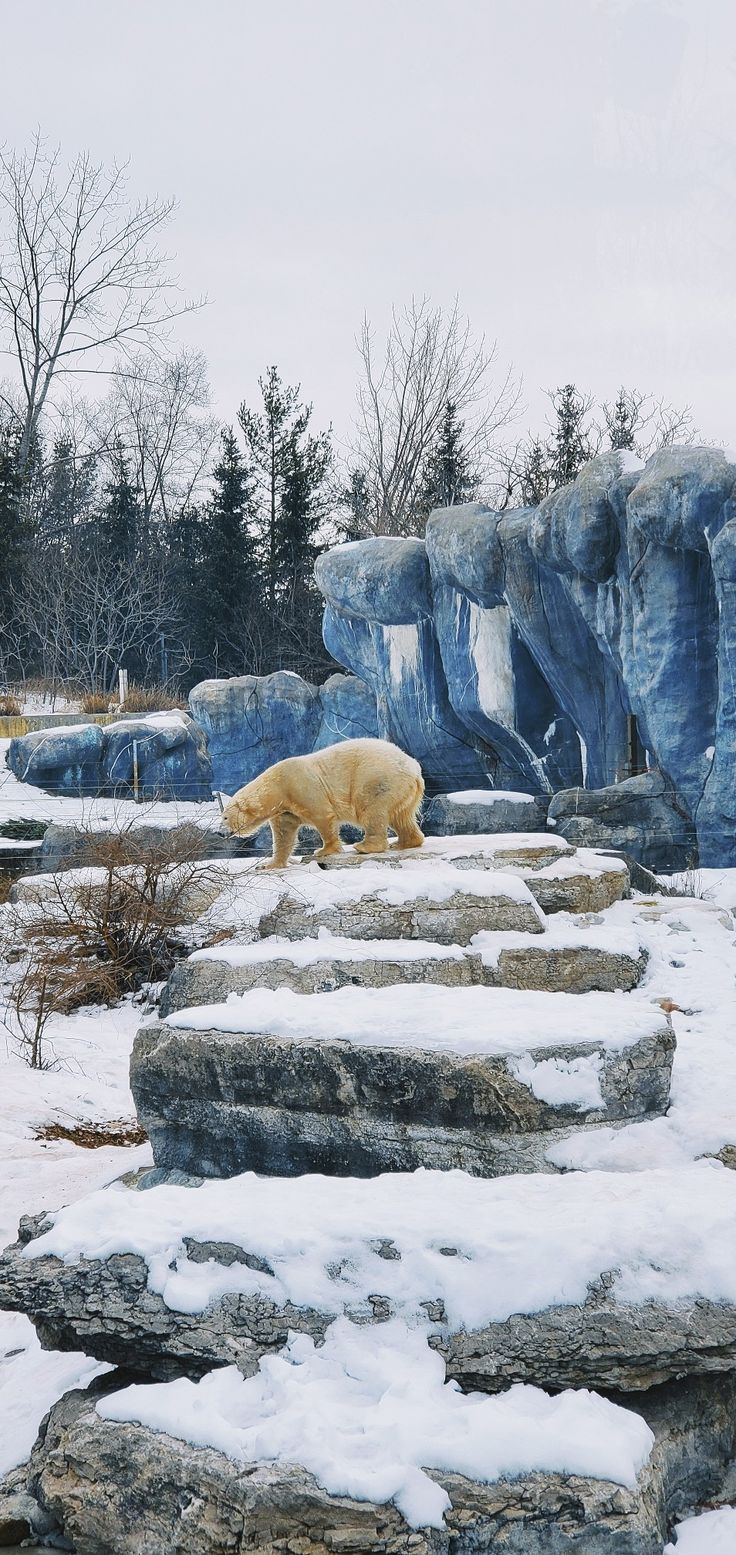 a polar bear walking on some rocks in the snow