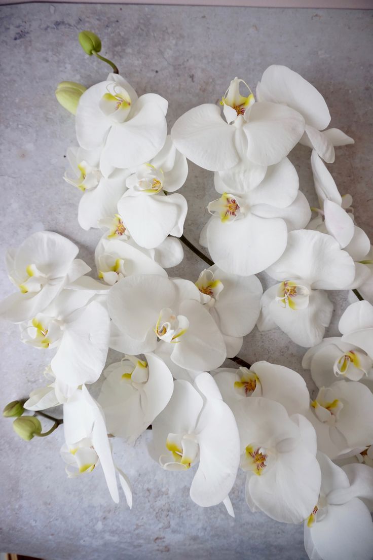 white orchids are arranged on a gray surface with green stems in the center and two buds at the bottom