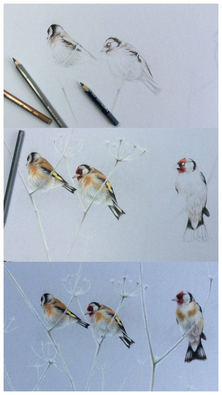 three pictures of birds sitting on top of a tree branch next to pencils and markers