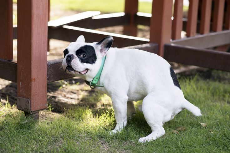 a small white and black dog standing next to a wooden bench