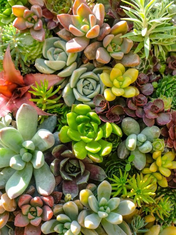 many different types of succulents growing together