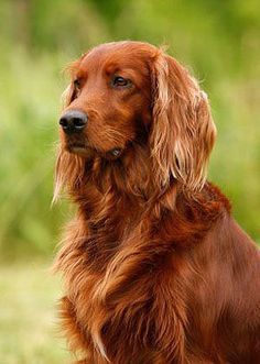 a brown dog sitting in the grass with an orange sign above it that says how old is your dog in human years?