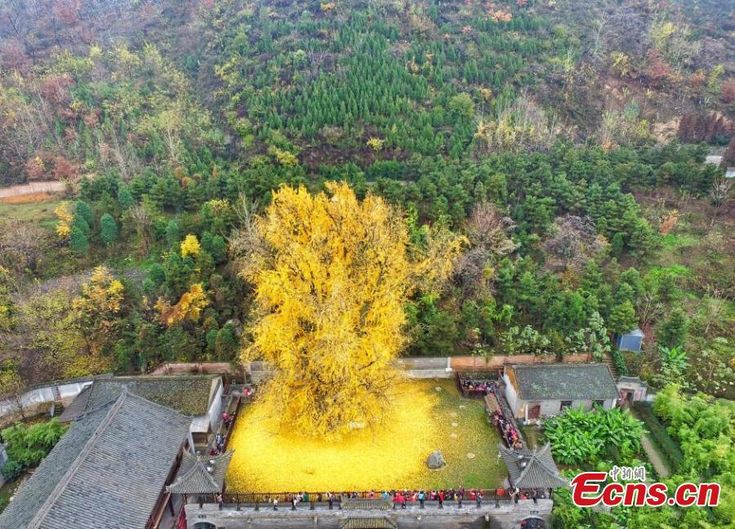 an aerial view of a yellow tree in the middle of a green area with mountains behind it