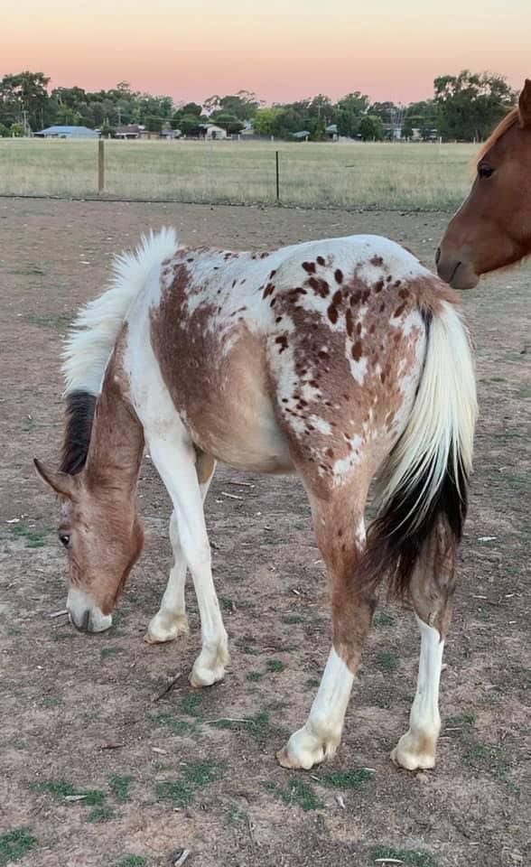 a brown and white horse standing on top of a dirt field next to a foal