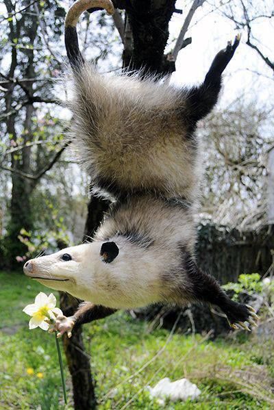 an animal hanging upside down from a tree