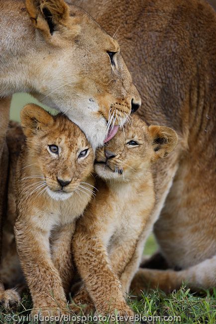 two young lions are playing with their mother