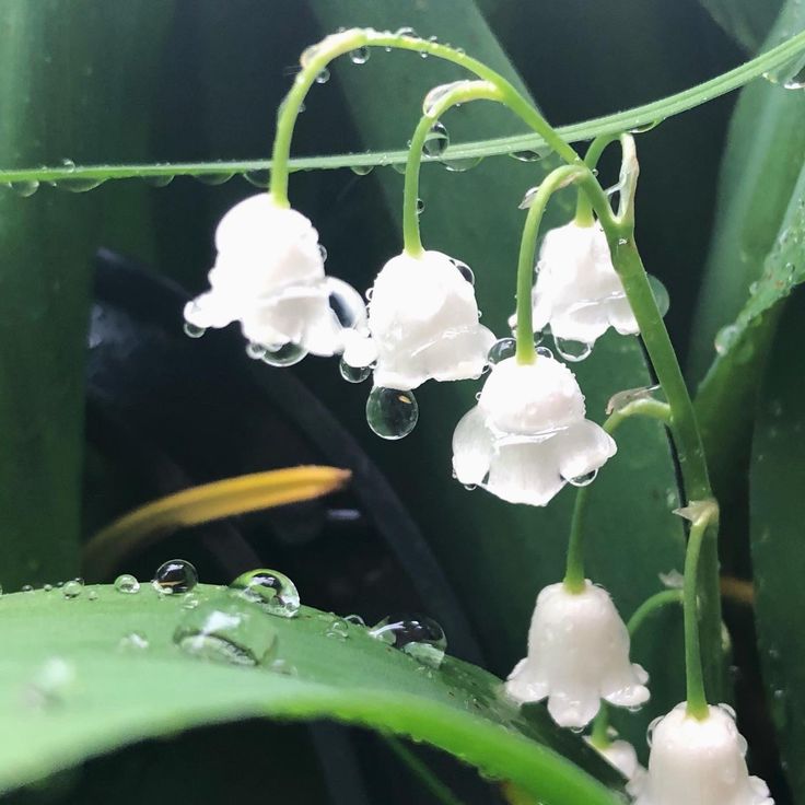 some white flowers with drops of water on them