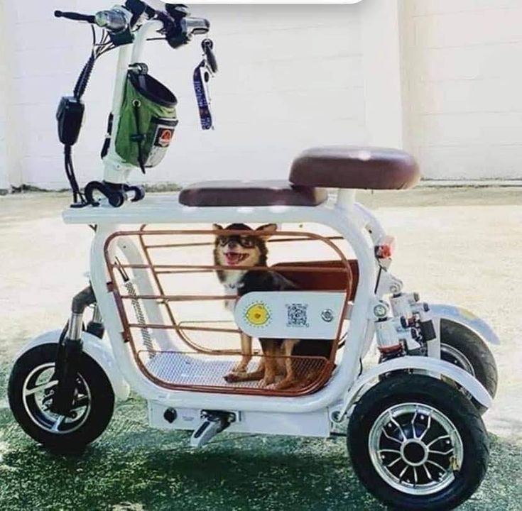 a small dog sitting in the back of a scooter that is parked outside