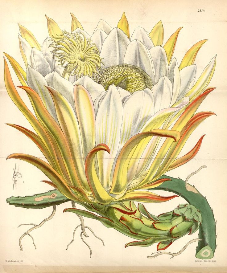 an illustration of a white flower with yellow stamens