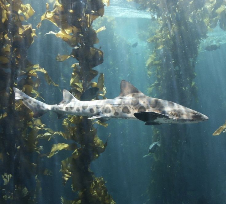 a shark swimming in the water surrounded by kelphas and other seaweeds